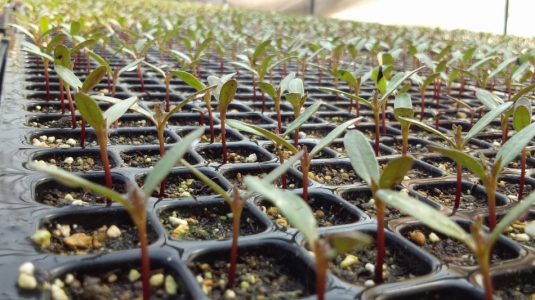 seedlings-3616271_1280